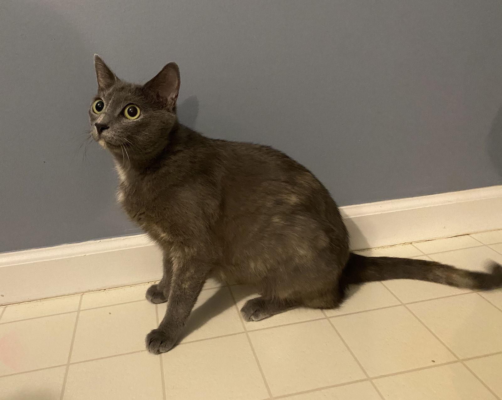 Enlarge Azalea - Must Apply in Person, a Adoptable mixed breed in Georgetown, KY image 1/2