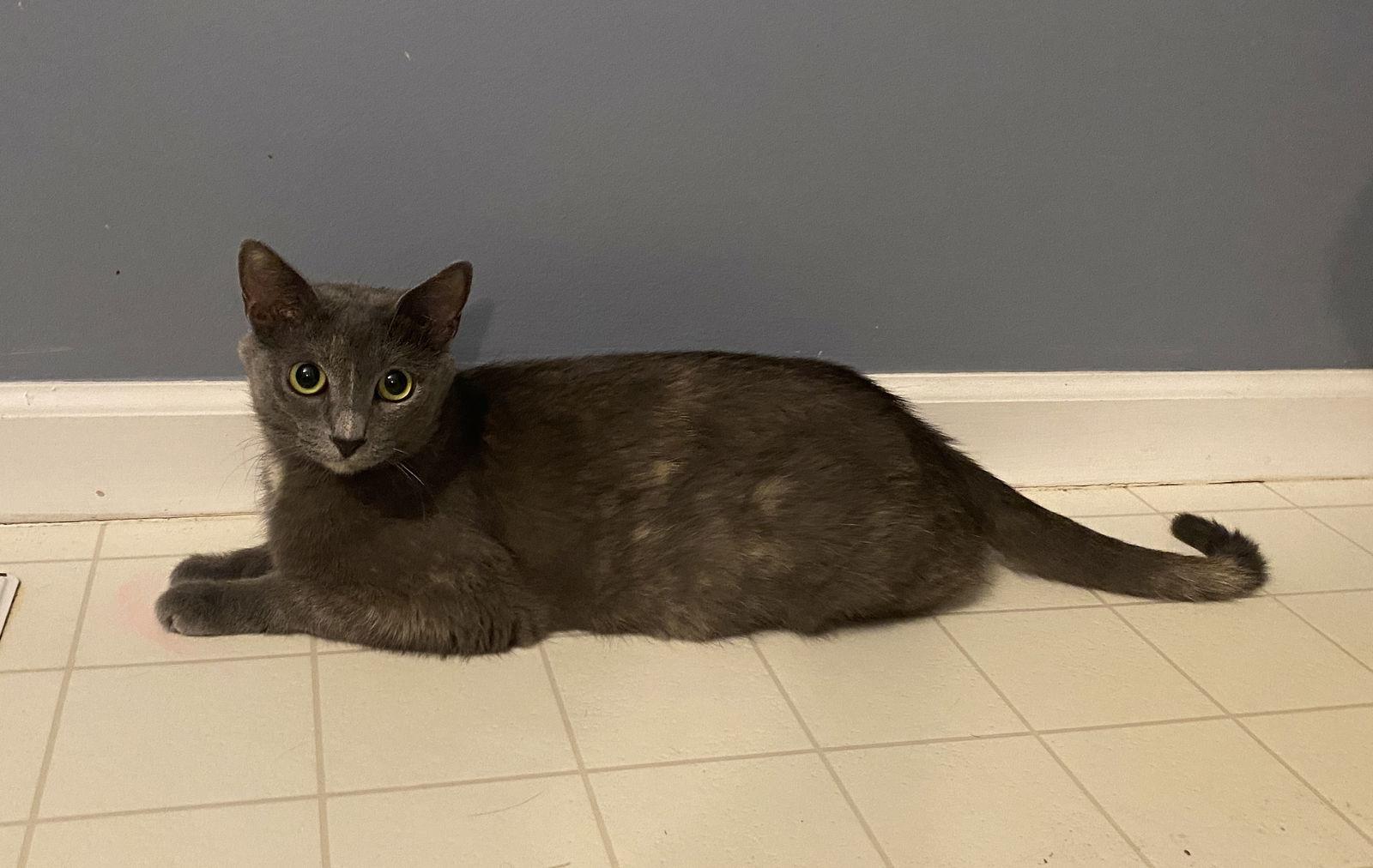 Enlarge Azalea - Must Apply in Person, a Adoptable mixed breed in Georgetown, KY image 2/2