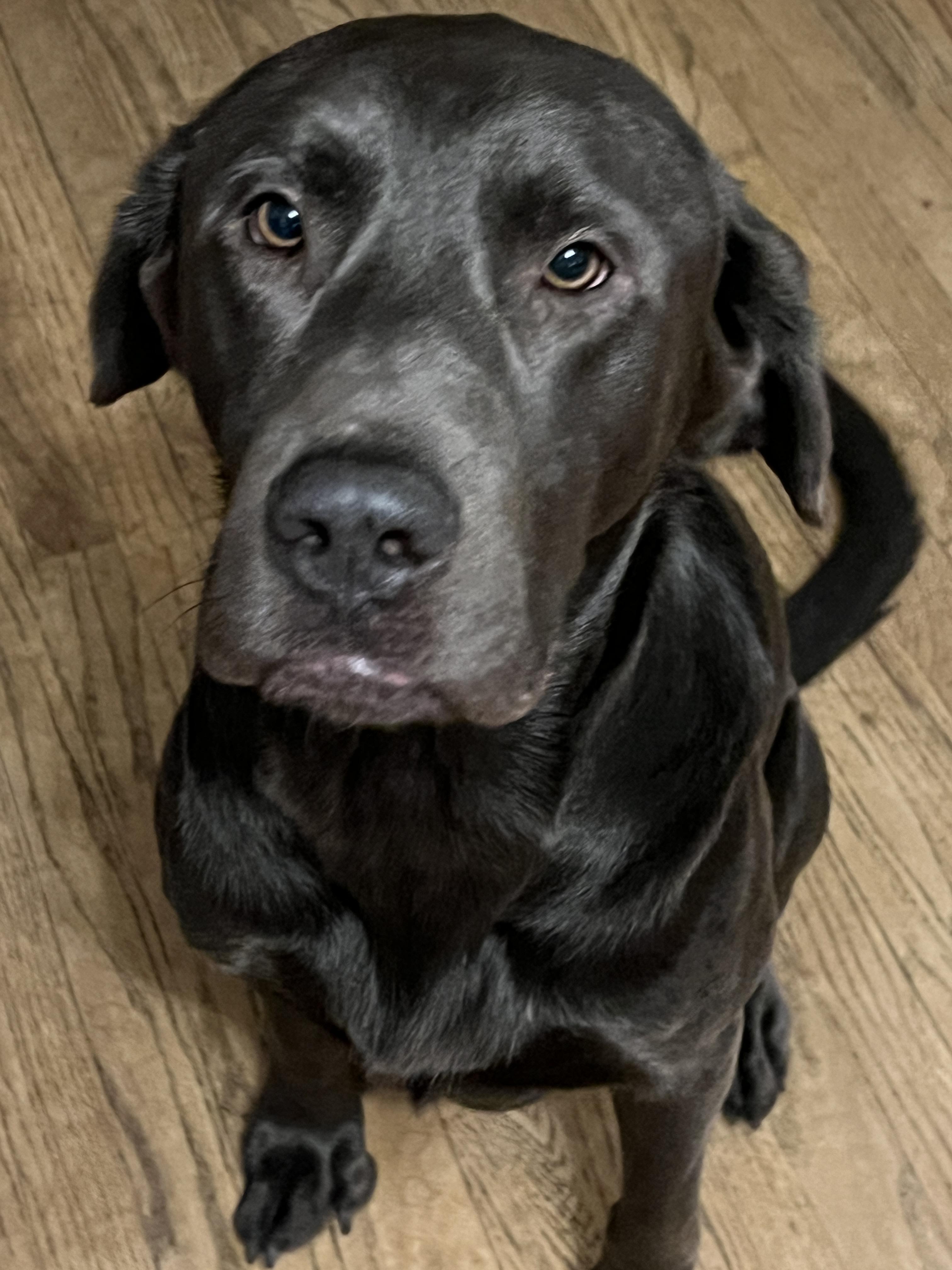 Colby, Adoptable, Adult Male Labrador Retriever.