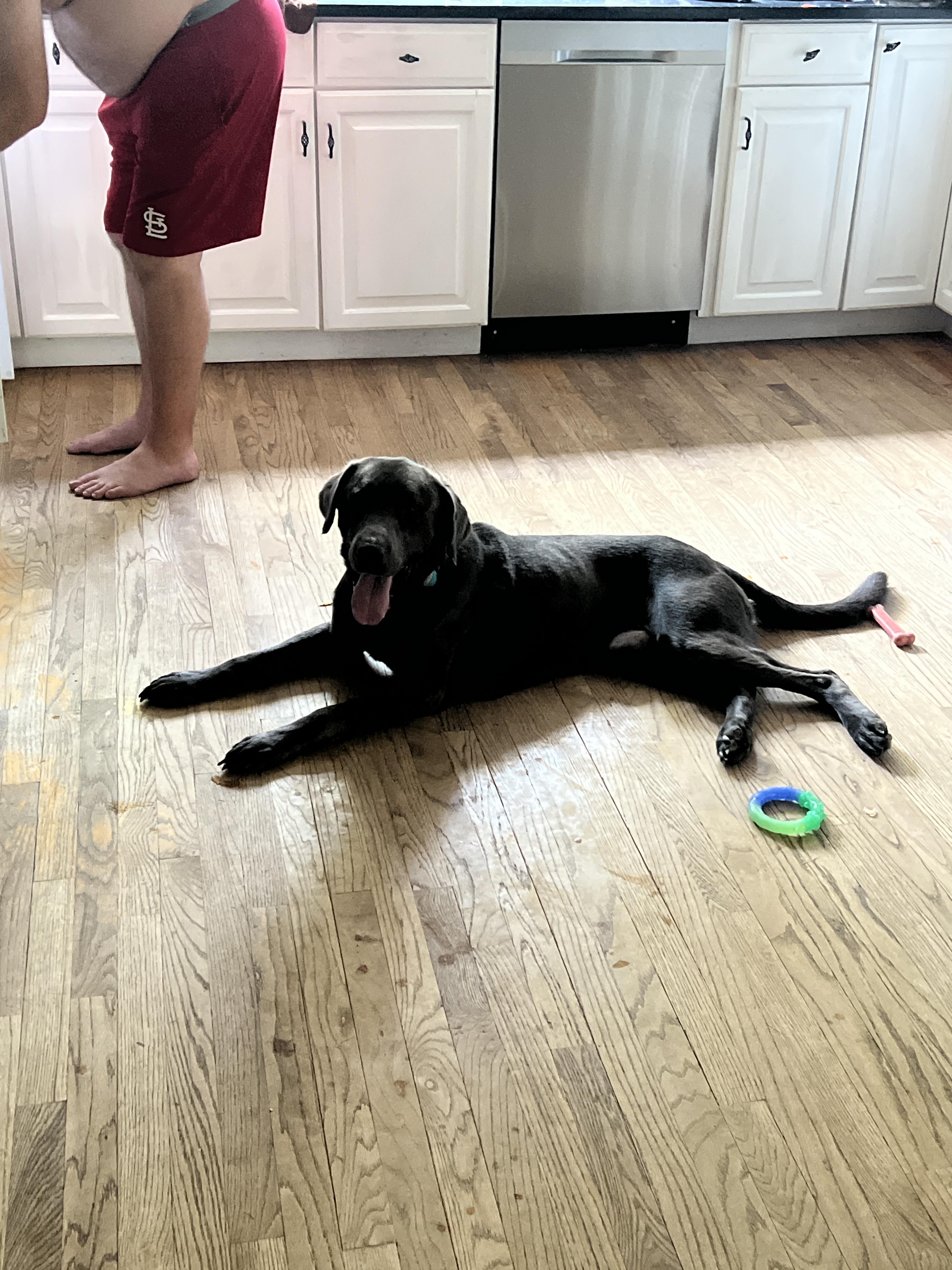 Colby, Adoptable, Adult Male Labrador Retriever.