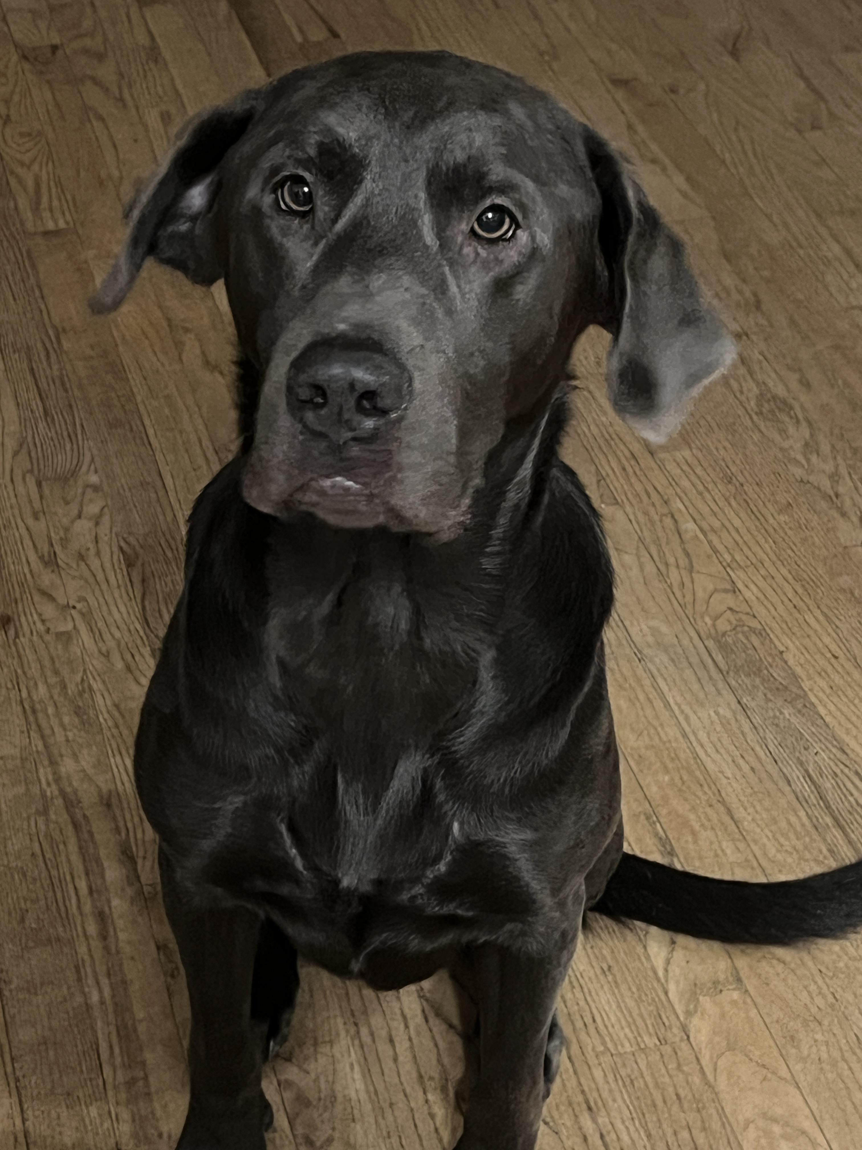 Enlarge Colby, a Adoptable Labrador Retriever in Florissant, MO image 3/6