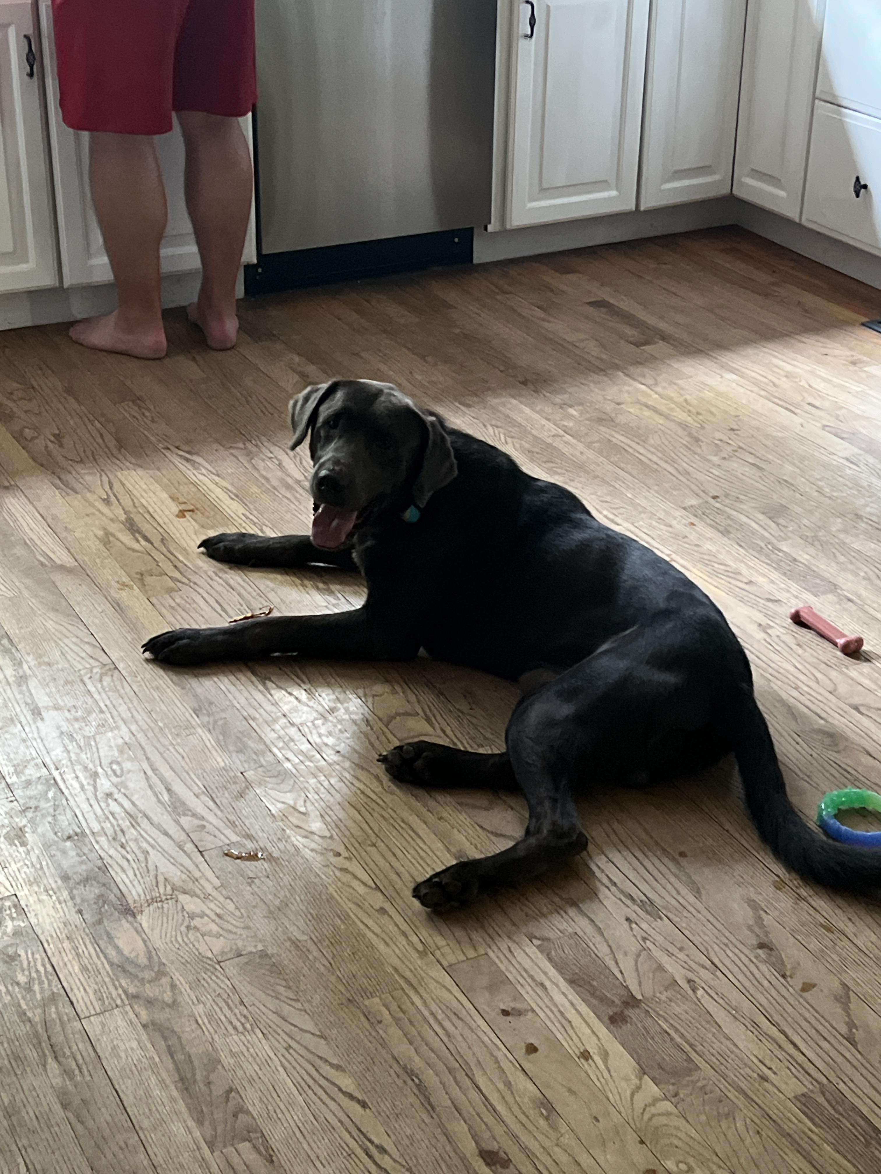 Colby, a Adoptable Labrador Retriever in Florissant, MO image 2/2