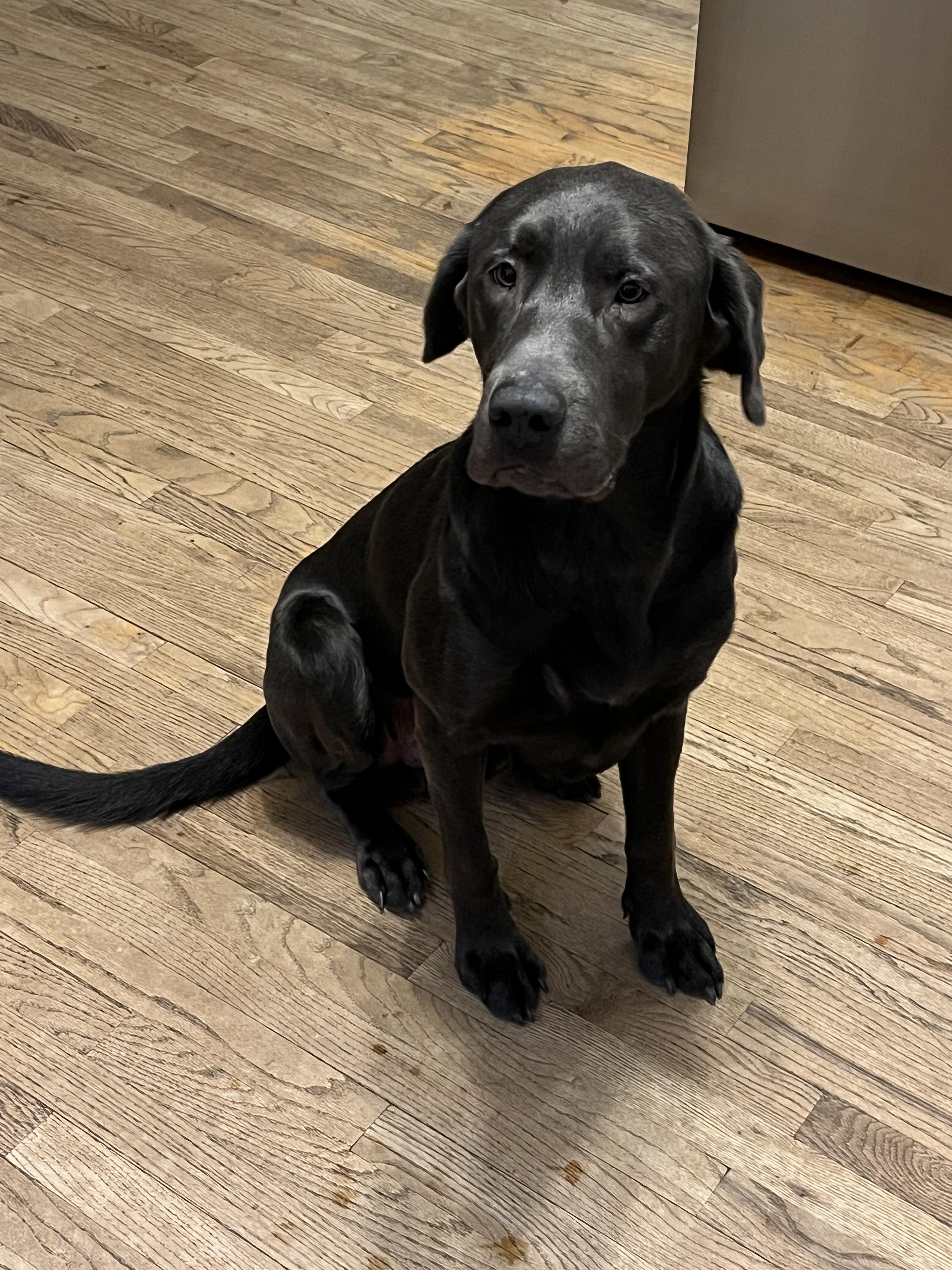 Enlarge Colby, a Adoptable Labrador Retriever in Florissant, MO image 5/6