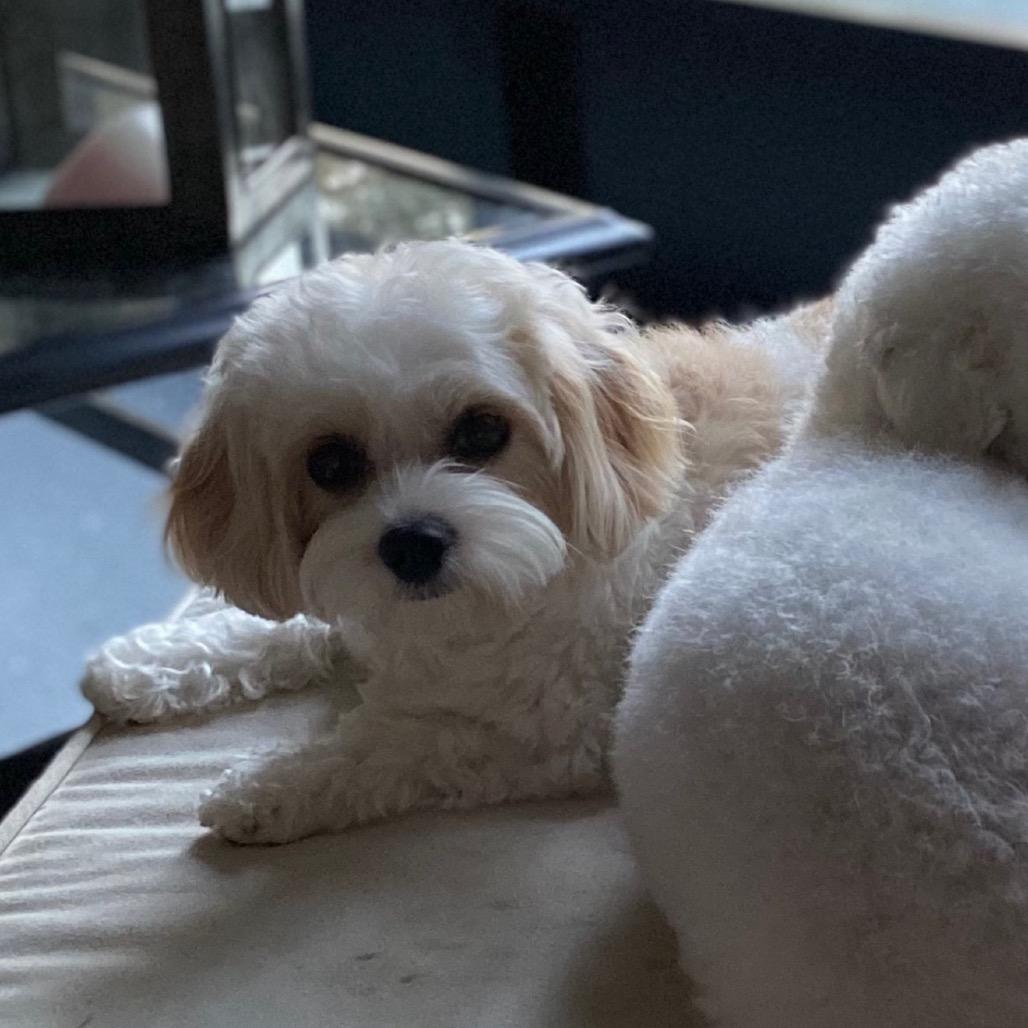 Sophie (Benefactor Dog), Adopted, Adult Female Bichon Frise & Cavalier King Charles Spaniel.