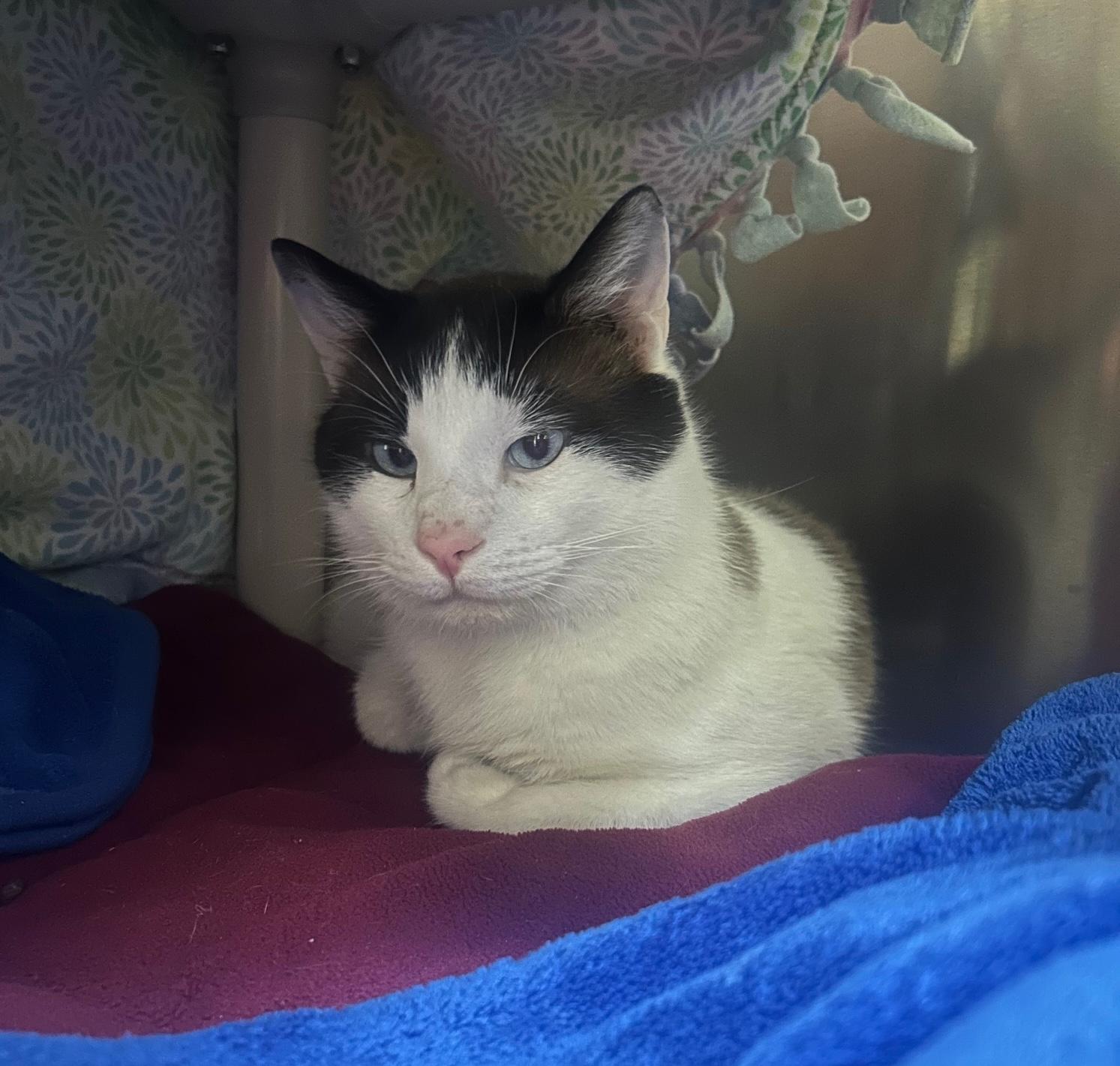 Enlarge Cody, a ADOPTABLE Domestic Short Hair in Homer, AK image 2/2