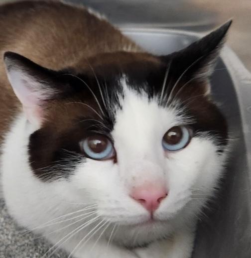 Enlarge Cody, a ADOPTABLE Domestic Short Hair in Homer, AK image 1/2