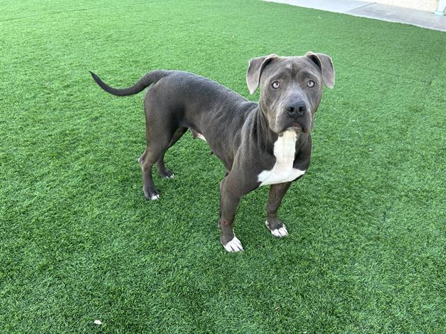 POPTART, Adoptable, Young Female American Staffordshire Terrier & Mixed Breed.