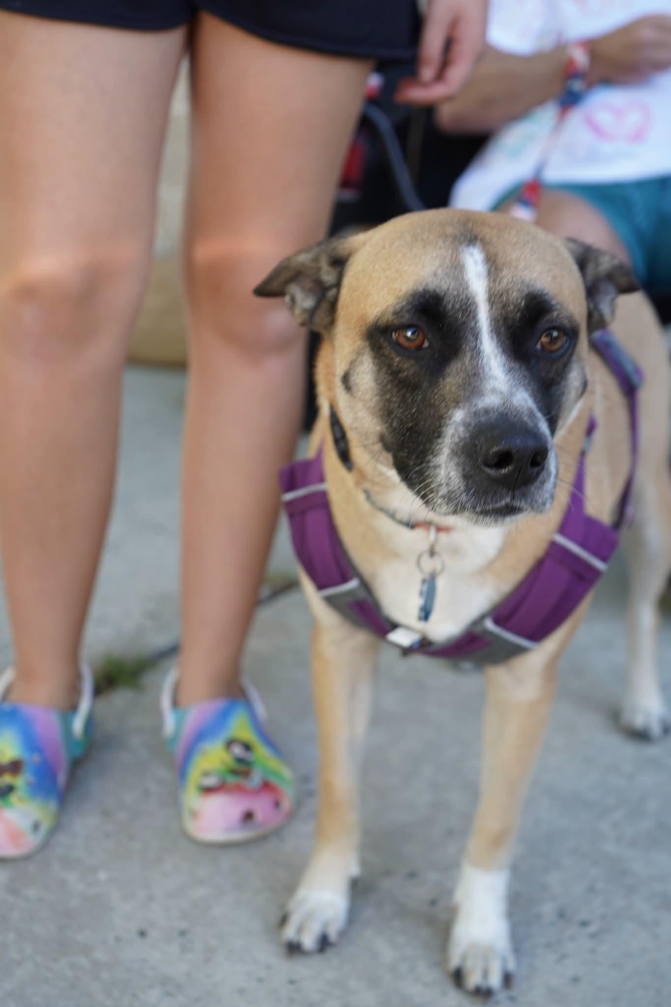 Mackey, Adoptable, Adult Female Pit Bull Terrier & Cattle Dog.
