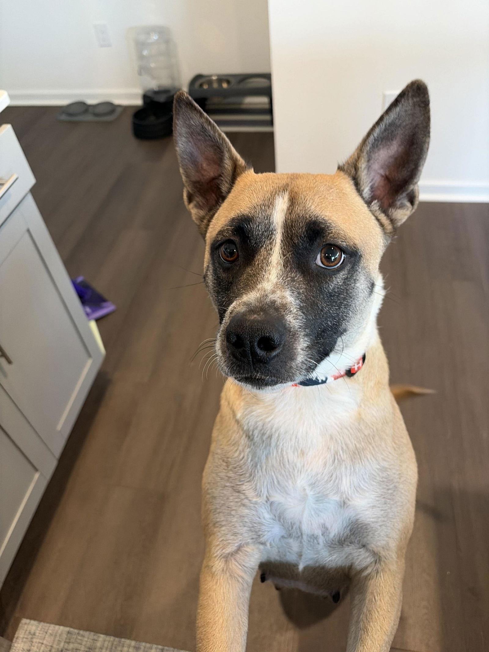 Enlarge Mackey, a Adoptable mixed breed in Holly Springs, NC image 3/3