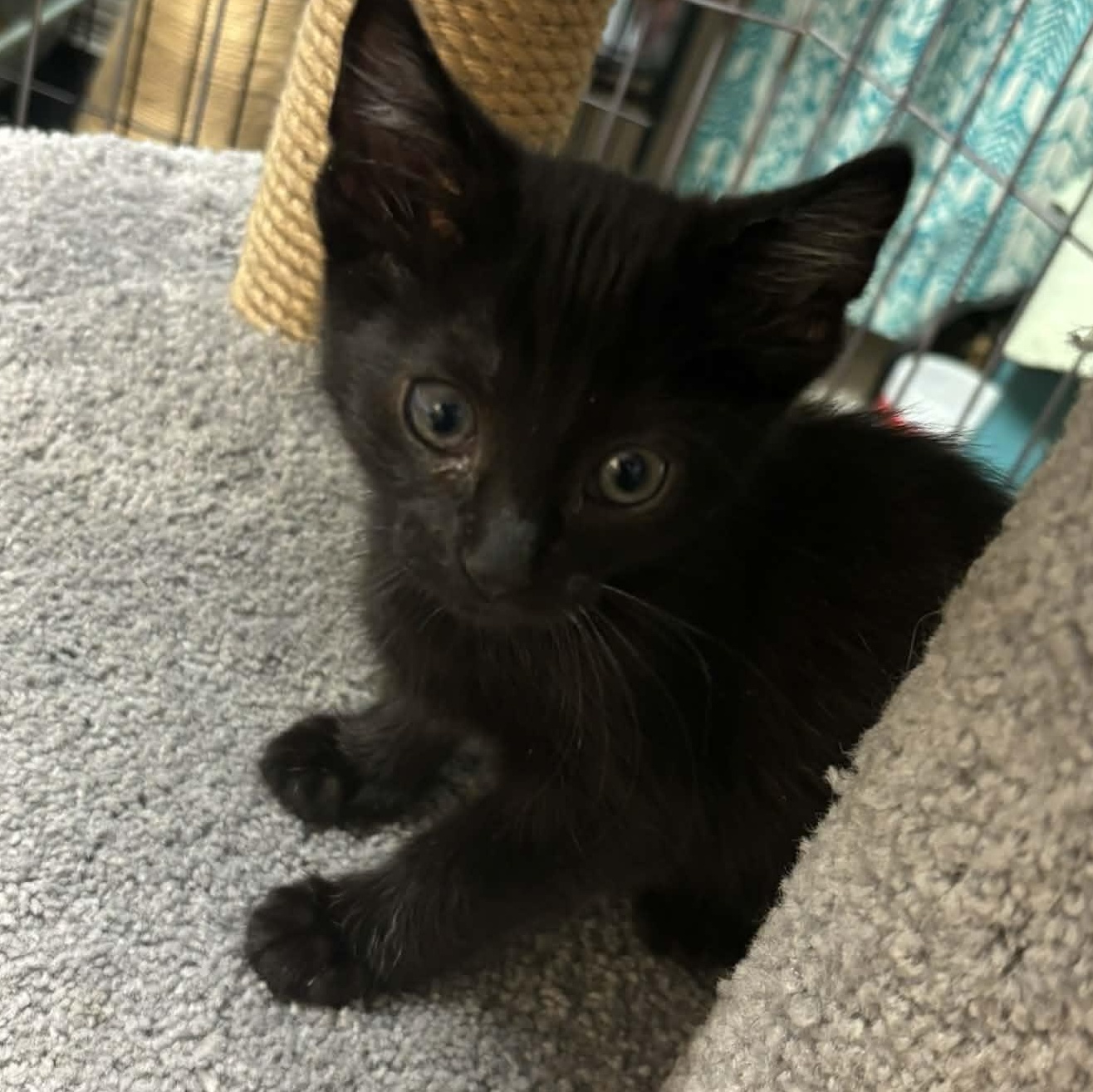 Enlarge Aimee, a Adoptable Domestic Short Hair in Delta, OH image 4/5