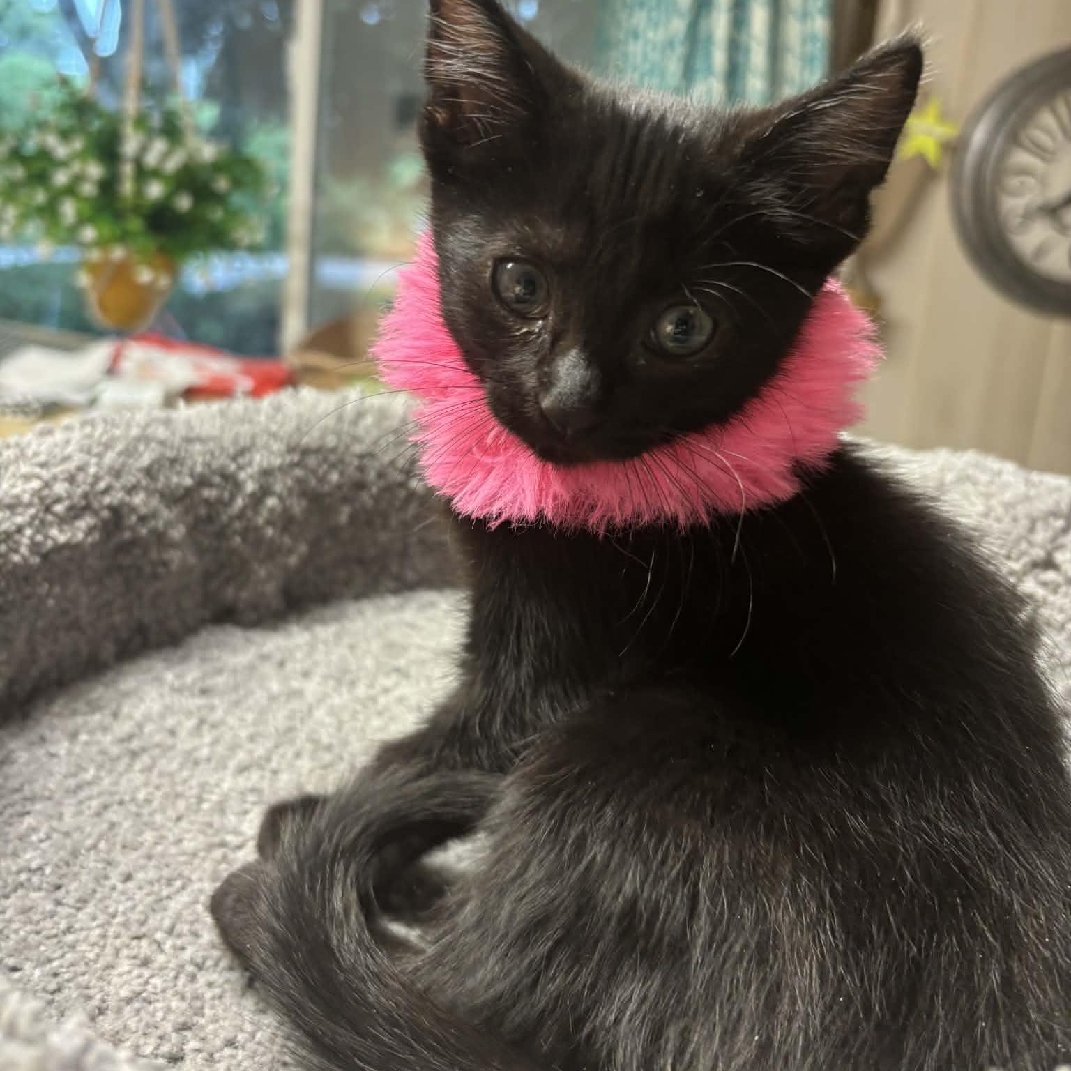 Aimee, Adoptable, Kitten Female Domestic Short Hair.
