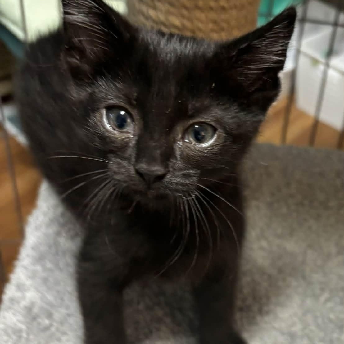 Enlarge Aimee, a Adoptable Domestic Short Hair in Delta, OH image 3/5