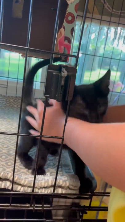 Enlarge Aimee, a Adoptable Domestic Short Hair in Delta, OH video 5/5