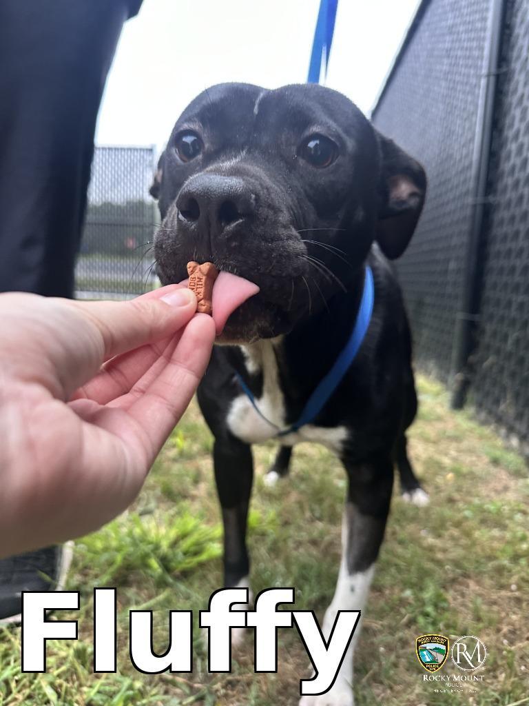 Fluffy, Adoptable, Young Female Pit Bull Terrier.