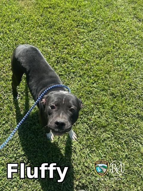 Enlarge Fluffy, a Adoptable Pit Bull Terrier in Rocky Mount, NC image 2/3