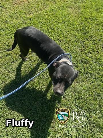 Enlarge Fluffy, a Adoptable Pit Bull Terrier in Rocky Mount, NC image 3/3