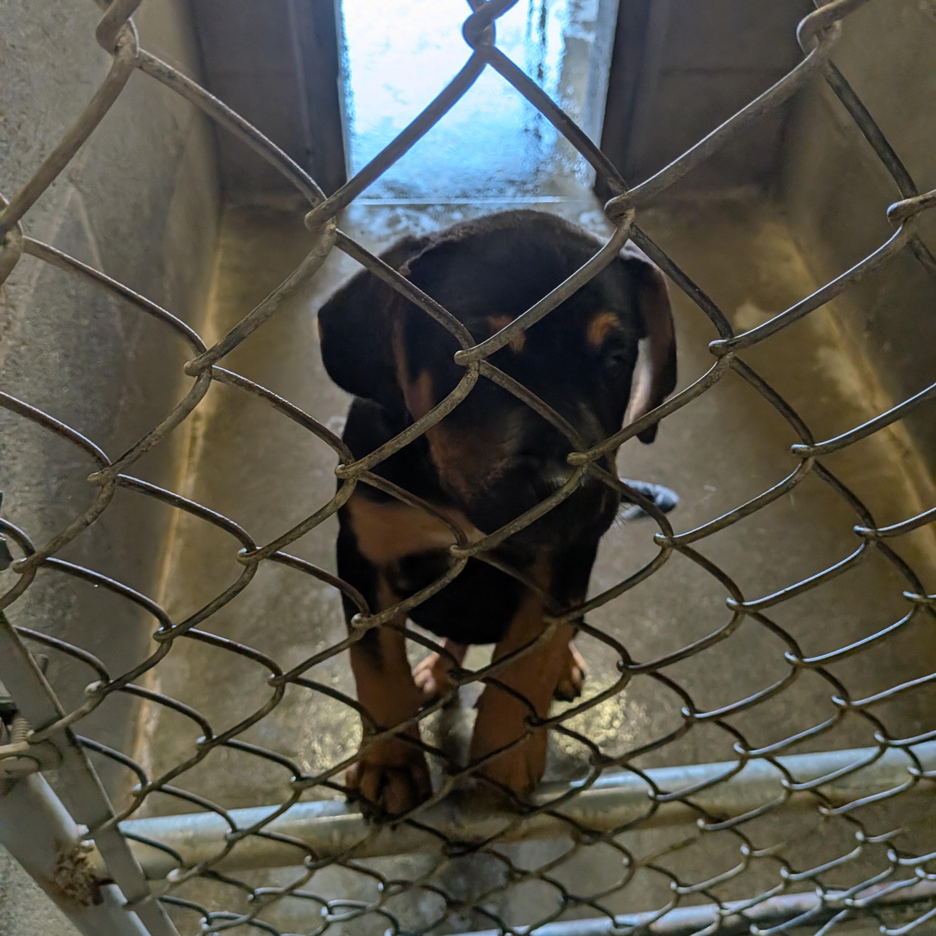 Mariposa, Adoptable, Puppy Female Pit Bull Terrier.
