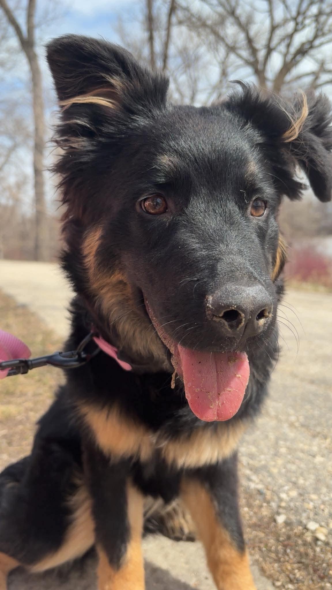 Novva, ADOPTABLE, Puppy Female Shepherd & Mixed Breed.