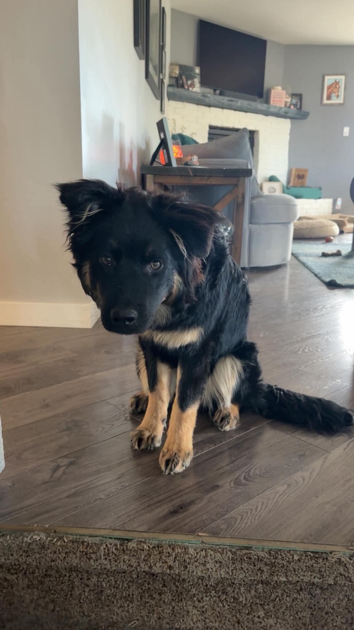 Enlarge Novva, a ADOPTABLE mixed breed in Winnipeg, MB image 3/6