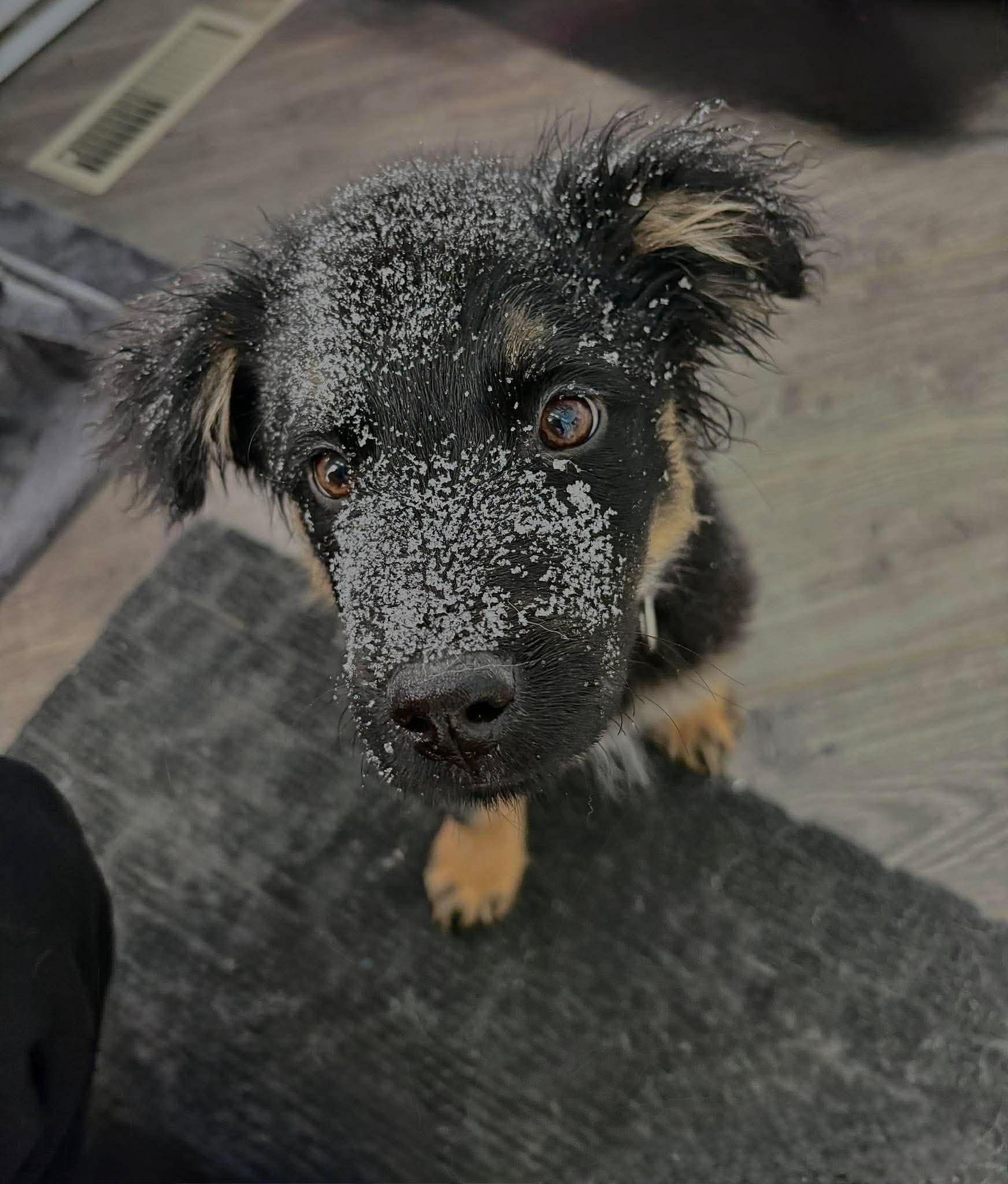 Novva, ADOPTABLE, Puppy Female Shepherd & Mixed Breed.