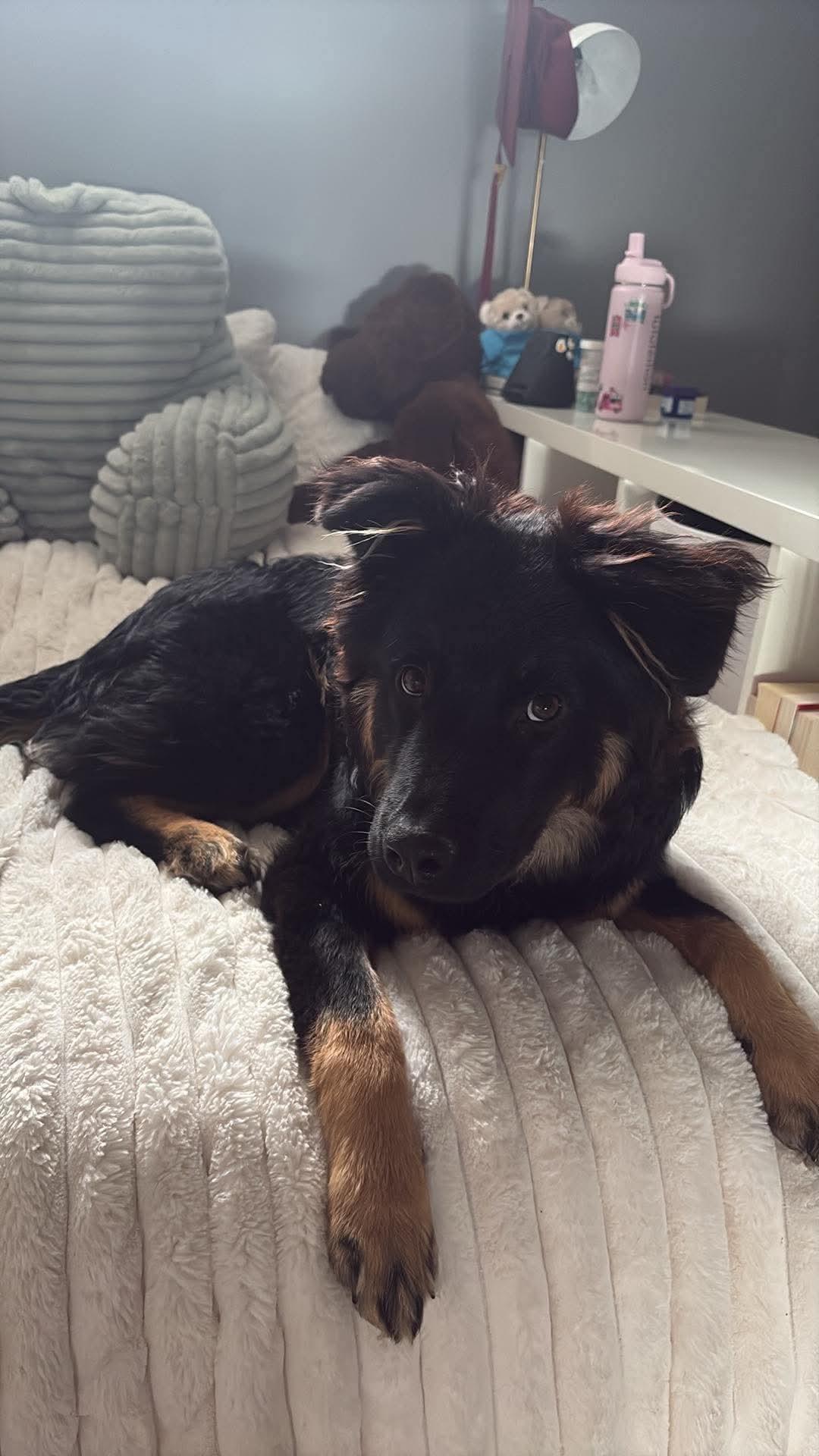 Enlarge Novva, a ADOPTABLE mixed breed in Winnipeg, MB image 2/6