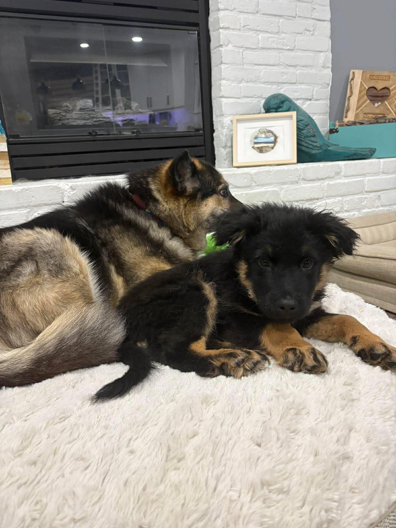 Enlarge Novva, a ADOPTABLE mixed breed in Winnipeg, MB image 2/5