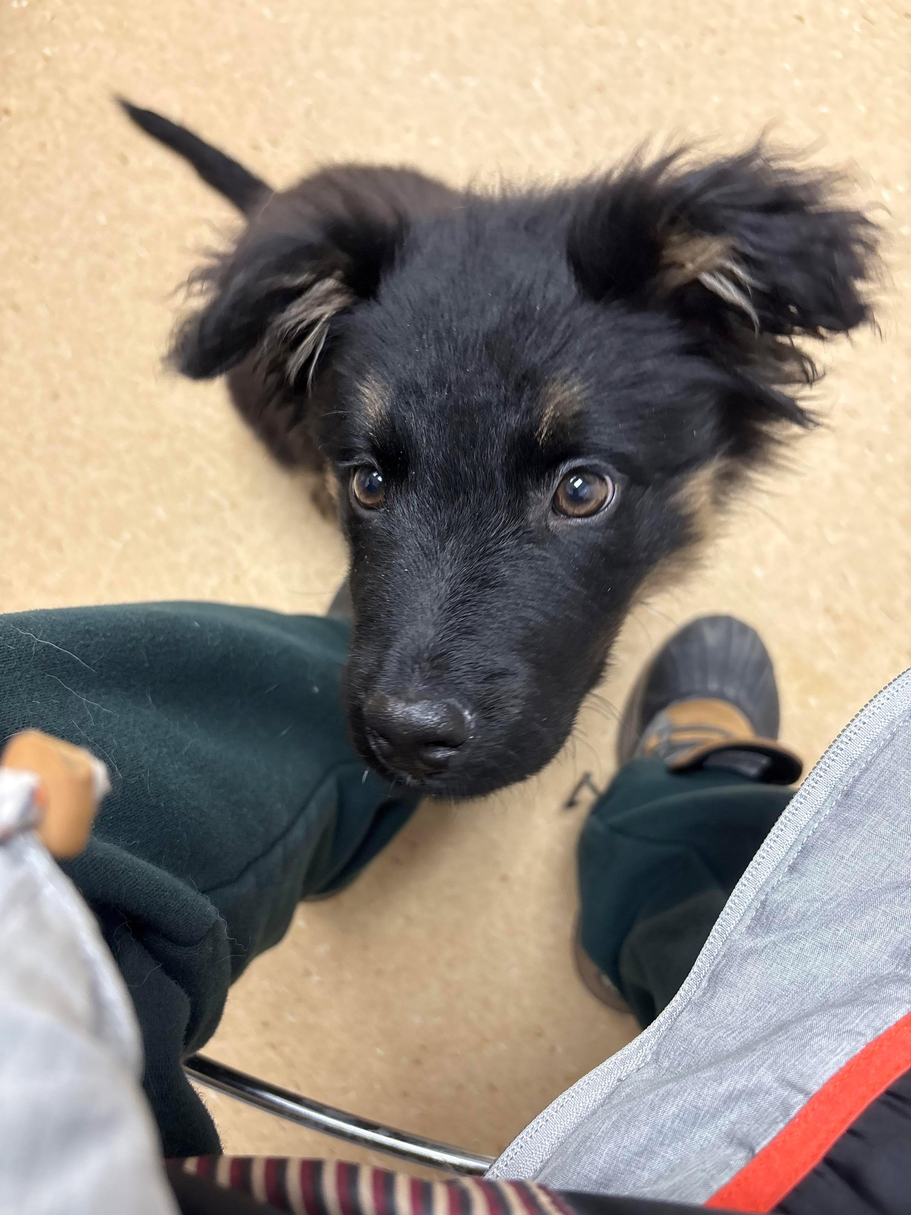 Enlarge Novva, a ADOPTABLE mixed breed in Winnipeg, MB image 4/5