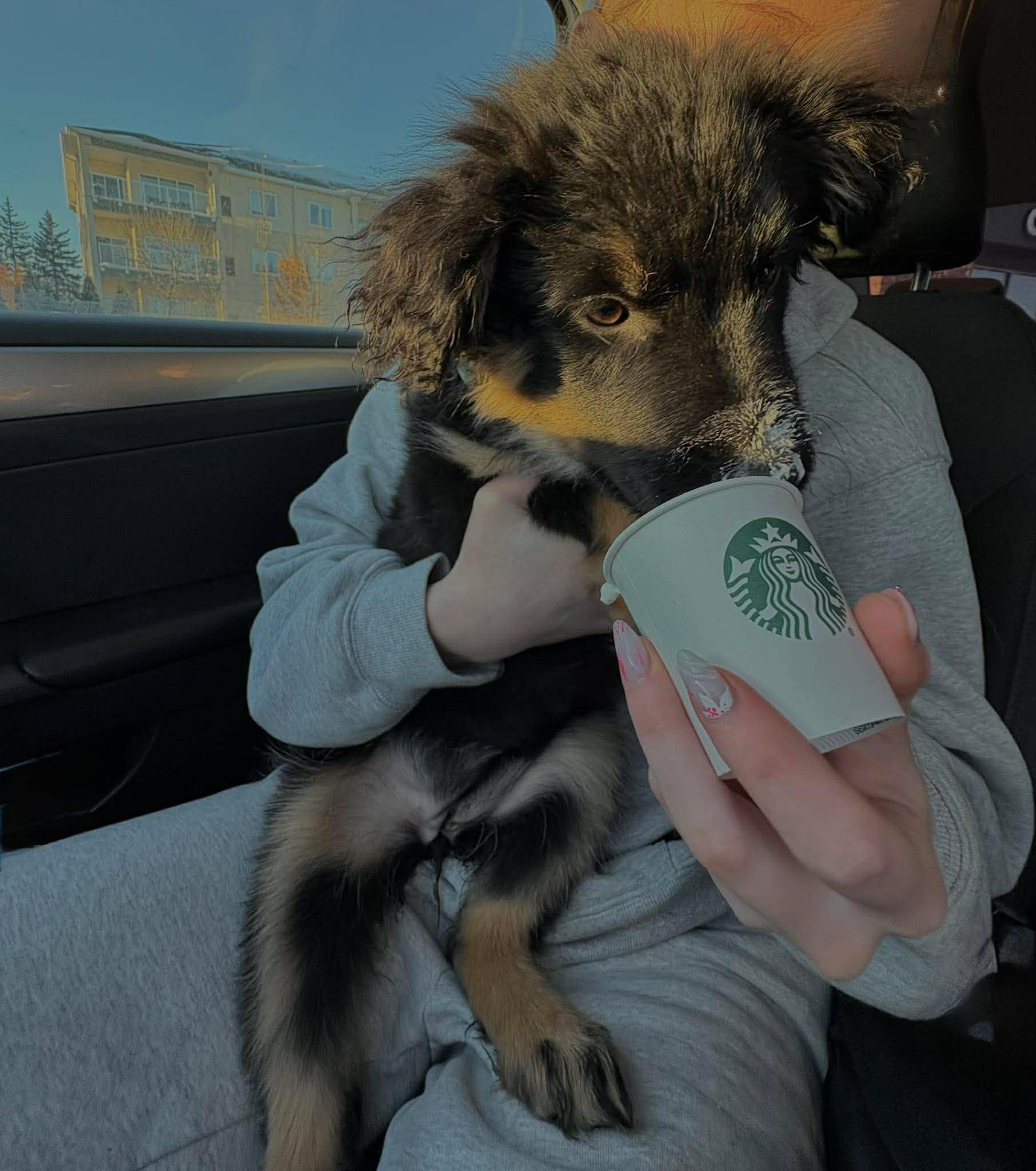 Enlarge Novva, a ADOPTABLE mixed breed in Winnipeg, MB image 5/5