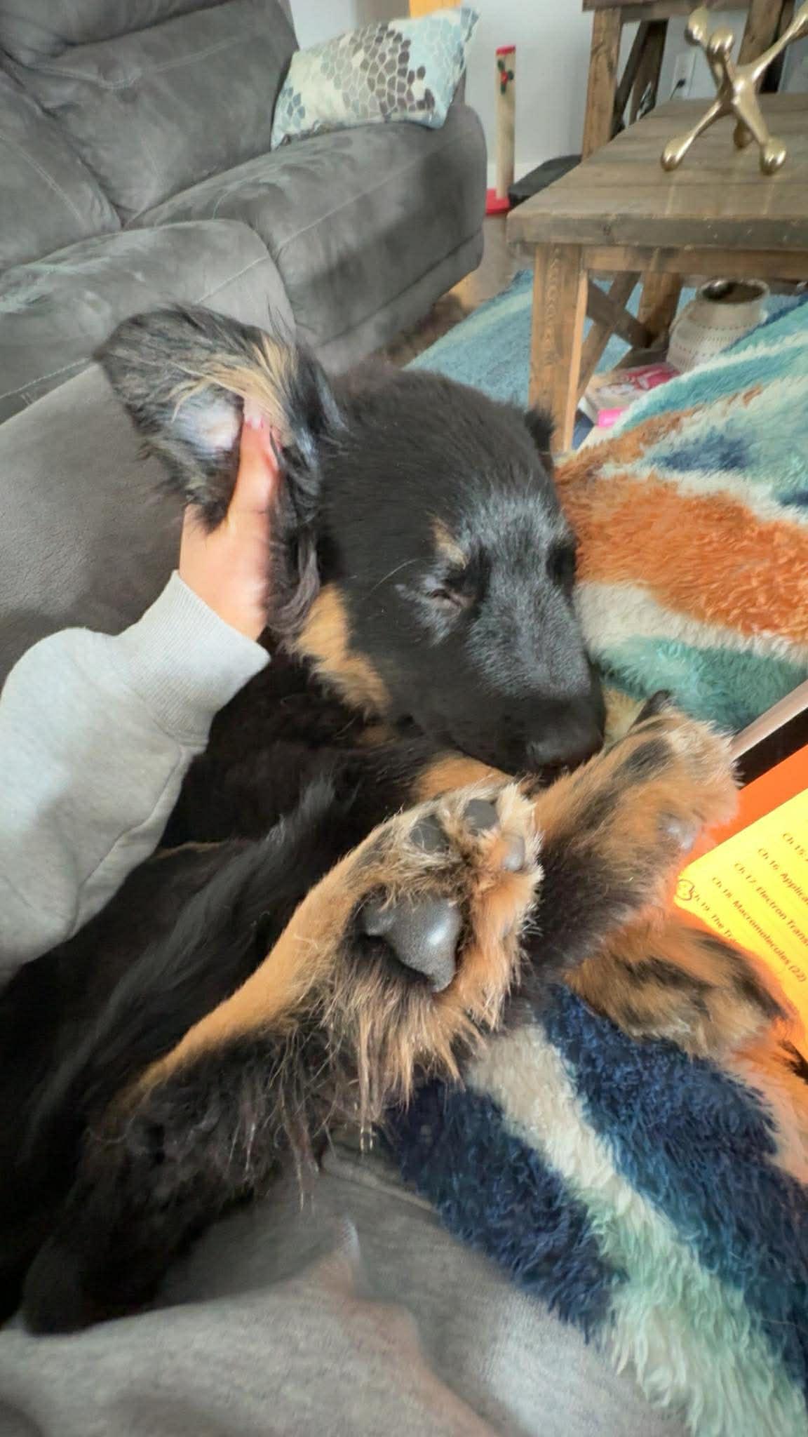 Enlarge Novva, a ADOPTABLE mixed breed in Winnipeg, MB image 3/5