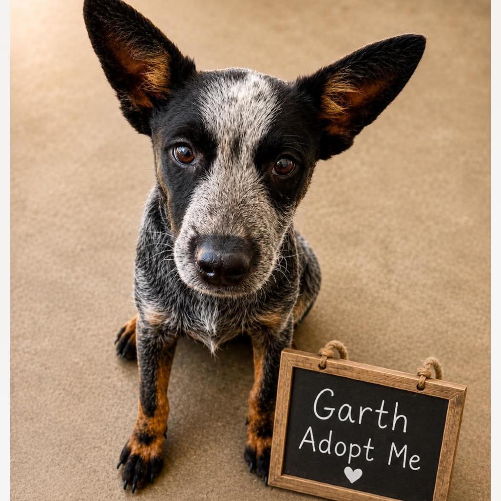 Garth, Adoptable, Puppy Male Australian Cattle Dog / Blue Heeler.