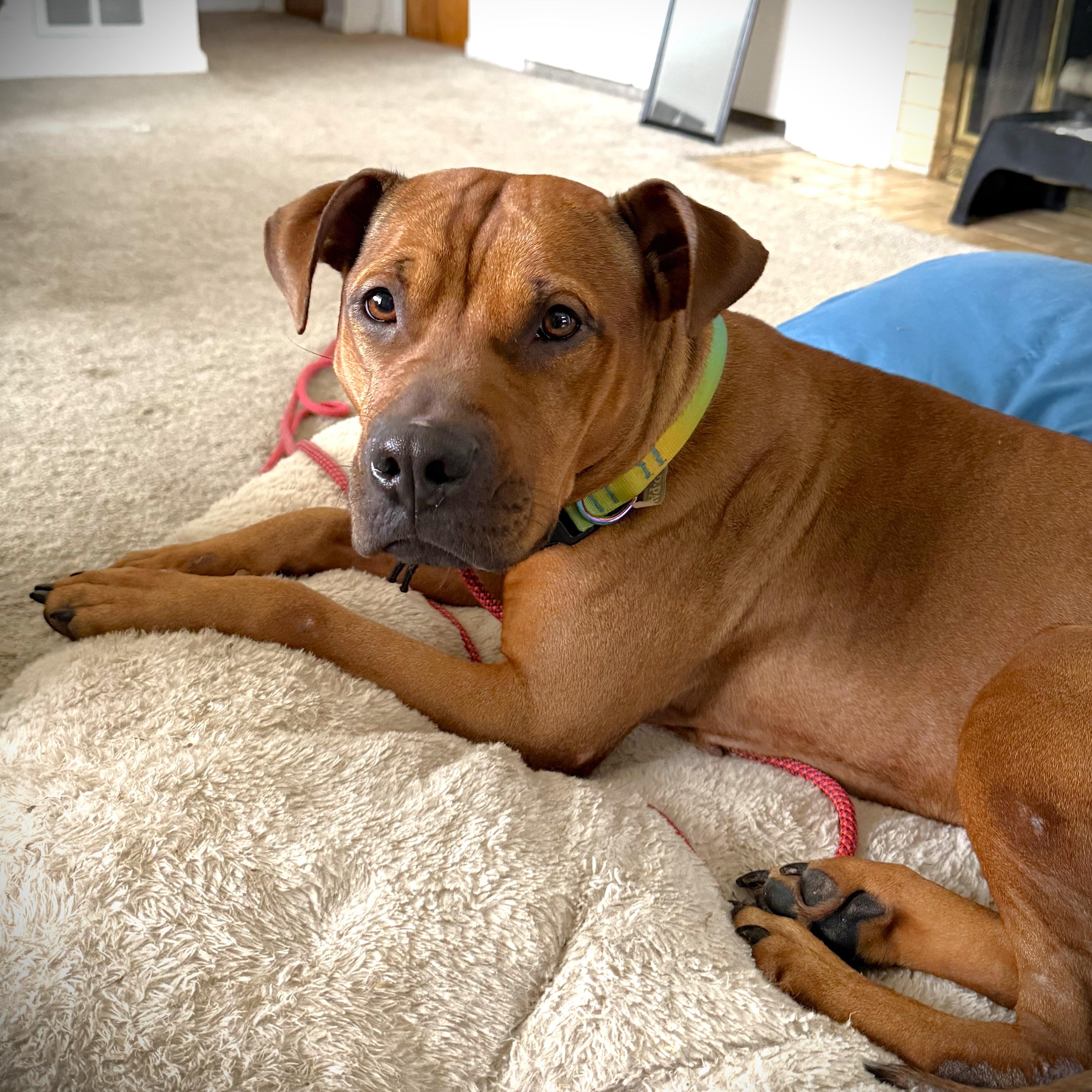 Skippy- In Foster Care, Adoptable, Adult Female Mixed Breed.