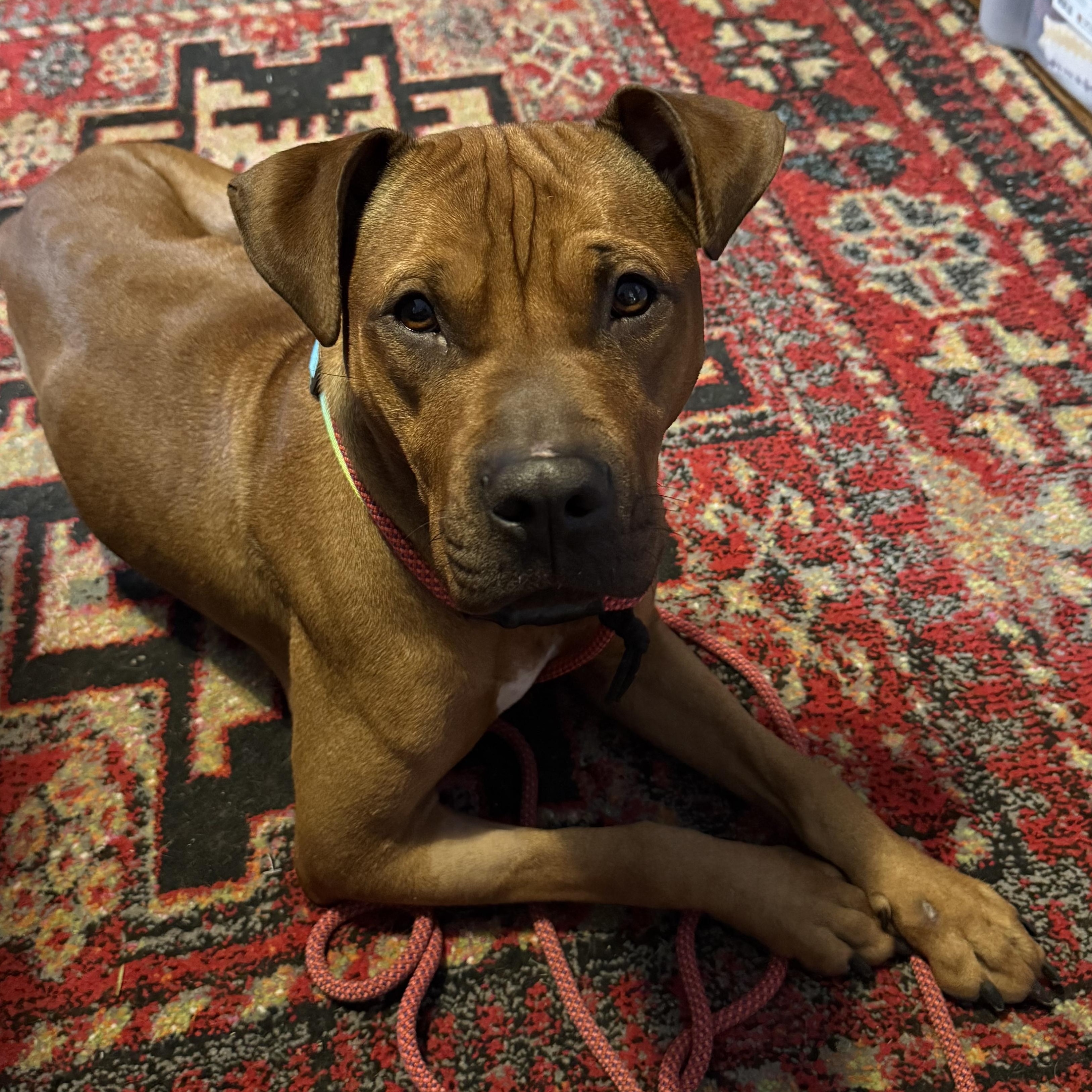 Skippy- In Foster Care