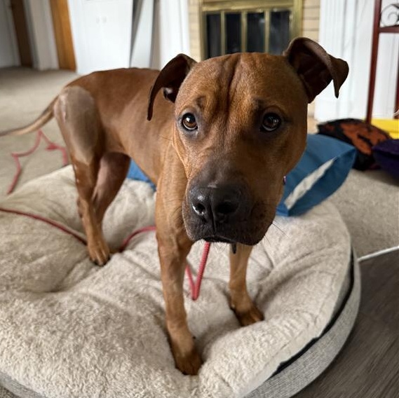 Skippy- In Foster Care