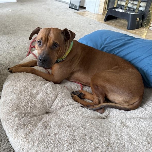 Skippy- In Foster Care