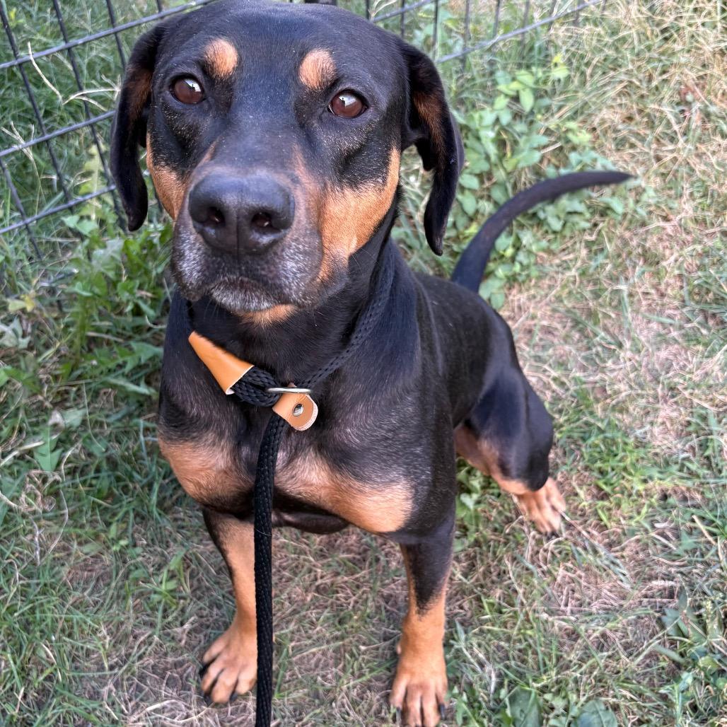 Bruno P4P, Adoptable, Adult Male Black and Tan Coonhound & Mixed Breed.