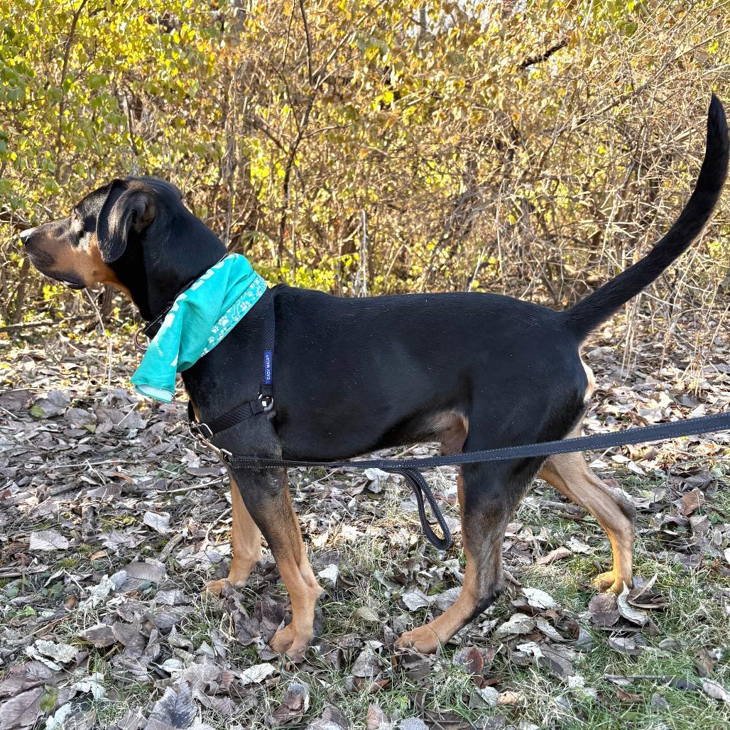 Enlarge Bruno P4P, a Adoptable mixed breed in St Joseph, MO image 2/5