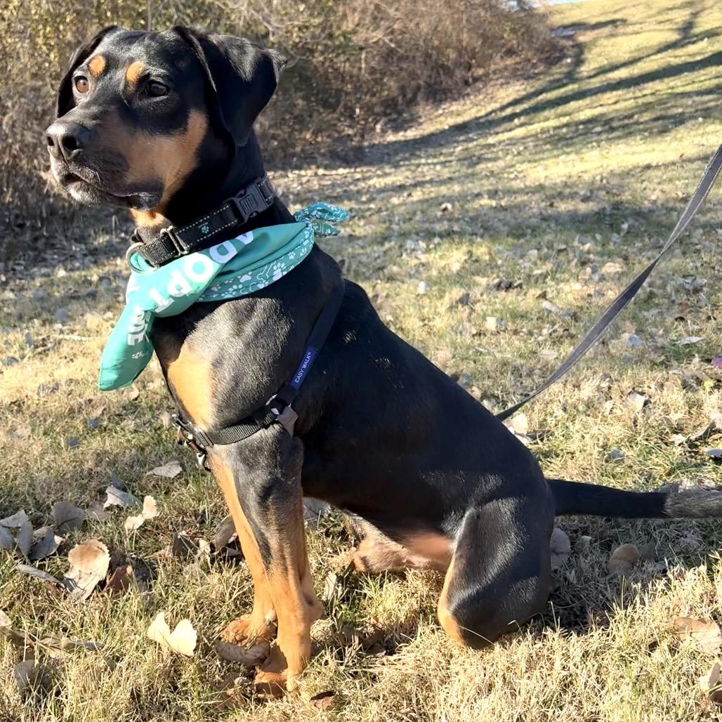 Enlarge Bruno P4P, a Adoptable mixed breed in St Joseph, MO image 3/5