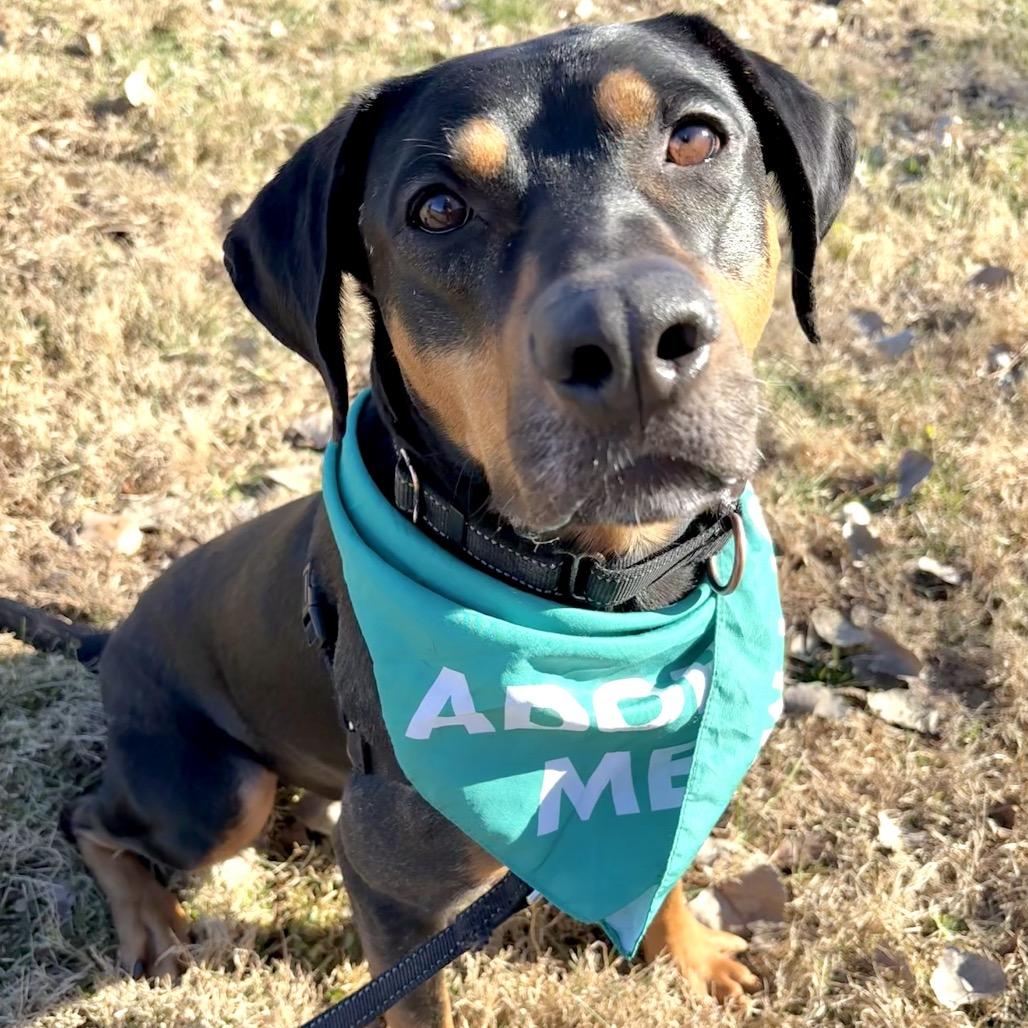 Enlarge Bruno P4P, a Adoptable mixed breed in St Joseph, MO image 4/5