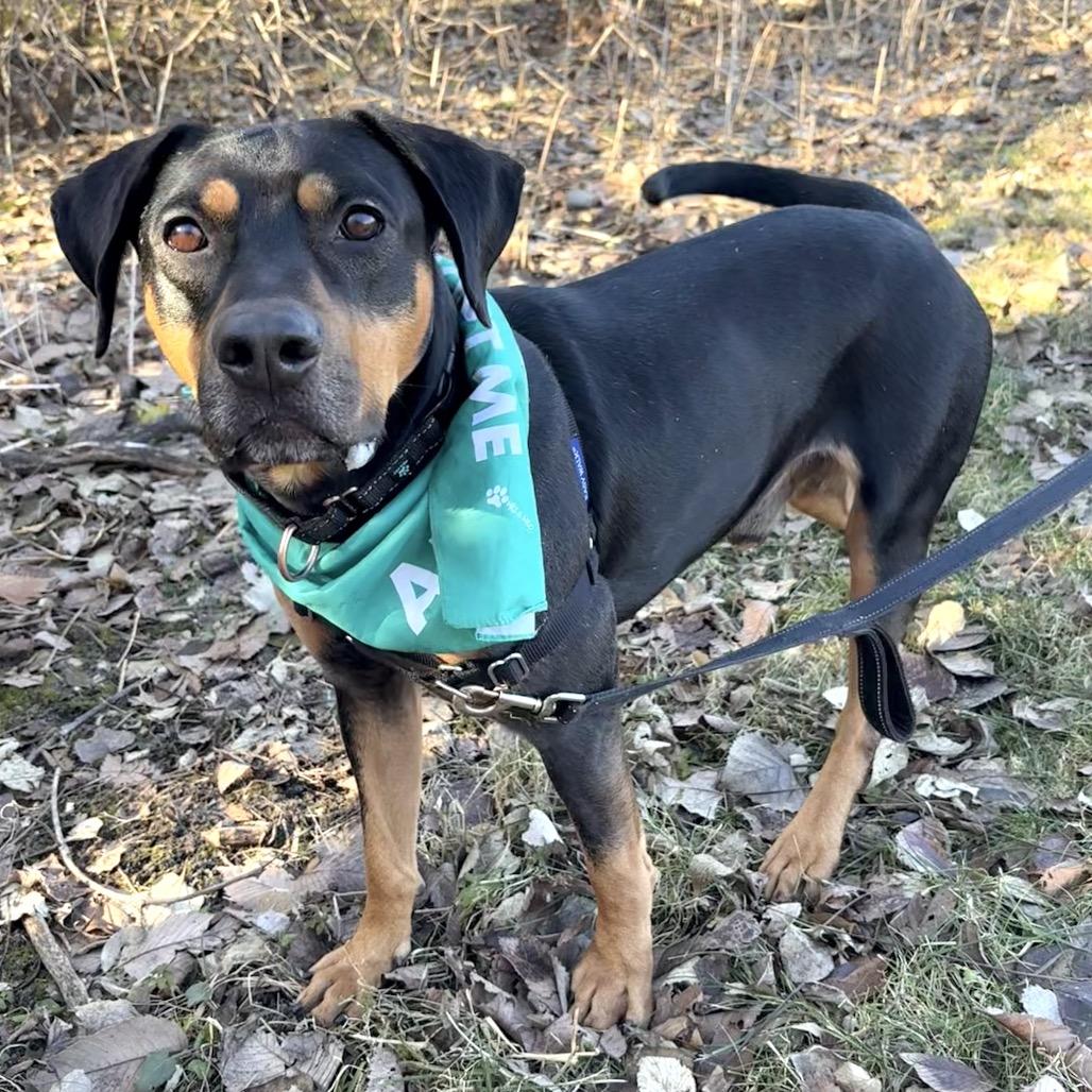 Enlarge Bruno P4P, a Adoptable mixed breed in St Joseph, MO image 5/5