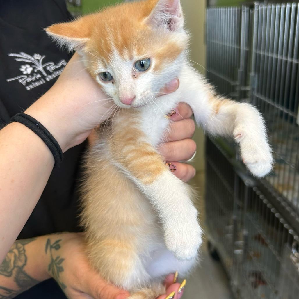 Daffy Duck, Adoptable, Kitten Male Domestic Short Hair.