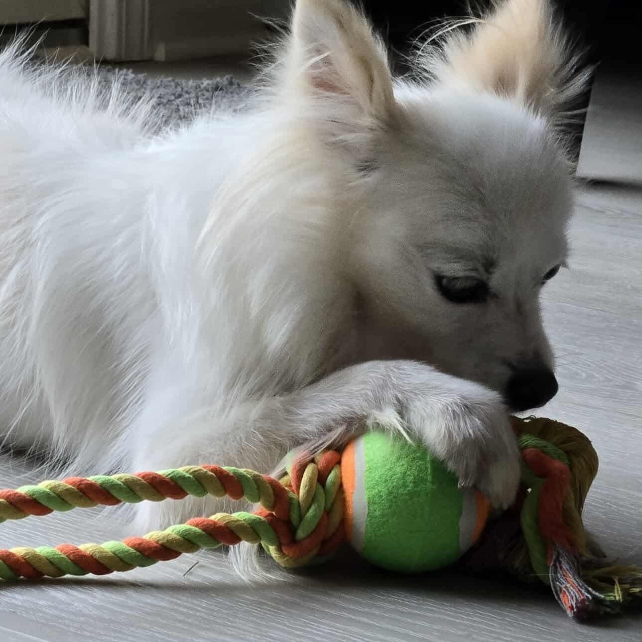 Strudel, an adopted Pomeranian in Rochester, NY image 2/5