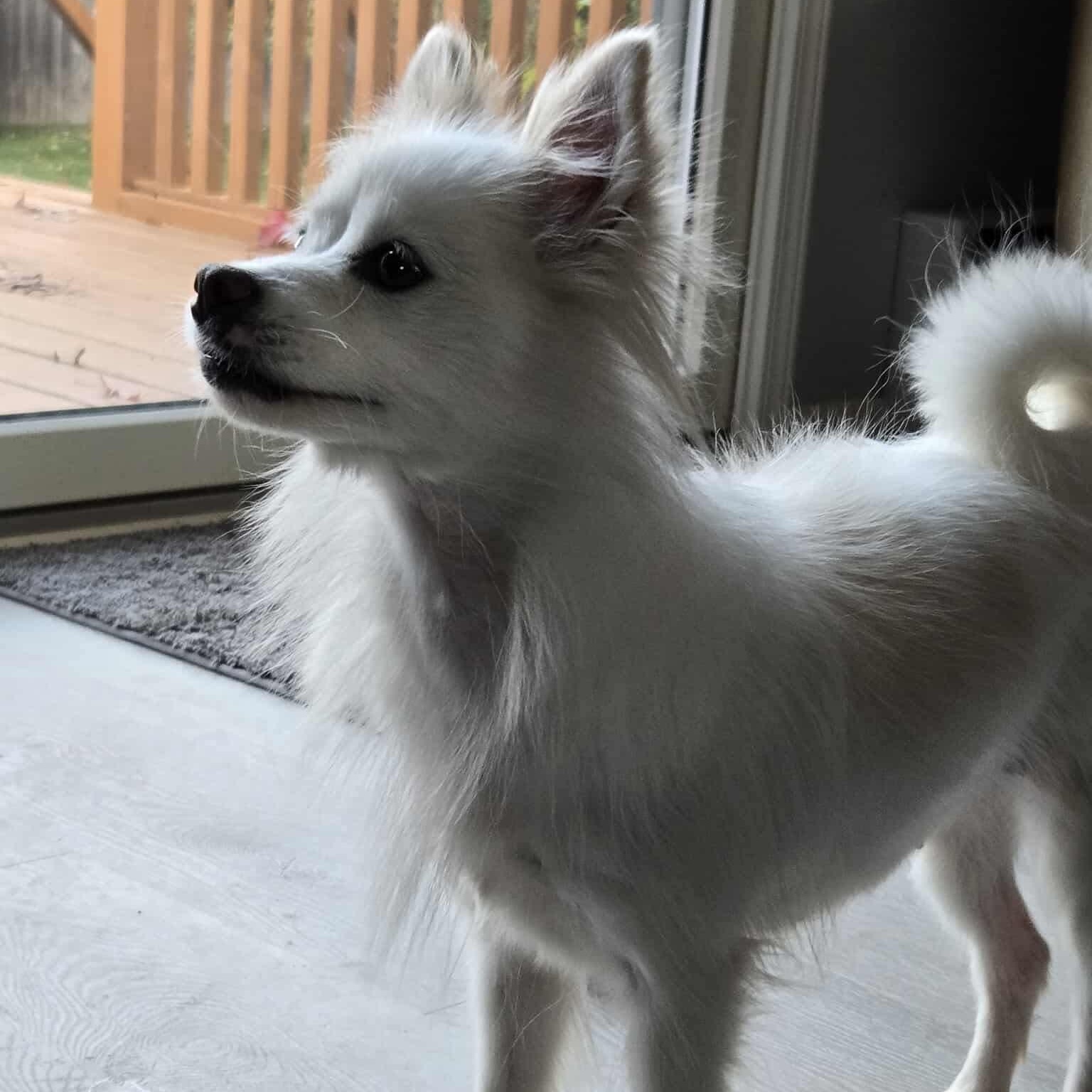 Strudel, an adopted Pomeranian in Rochester, NY image 3/5