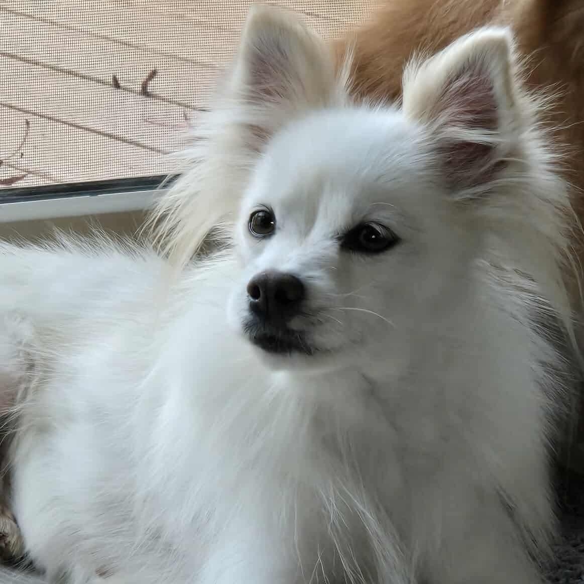Strudel, an adopted Pomeranian in Rochester, NY image 1/5