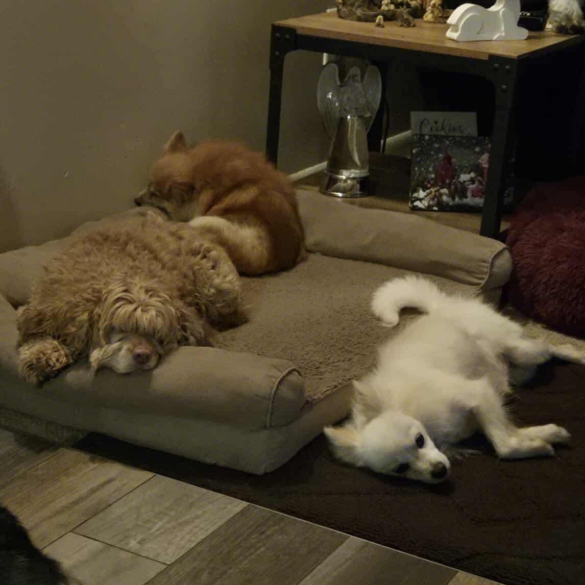 Strudel, an adopted Pomeranian in Rochester, NY image 4/5