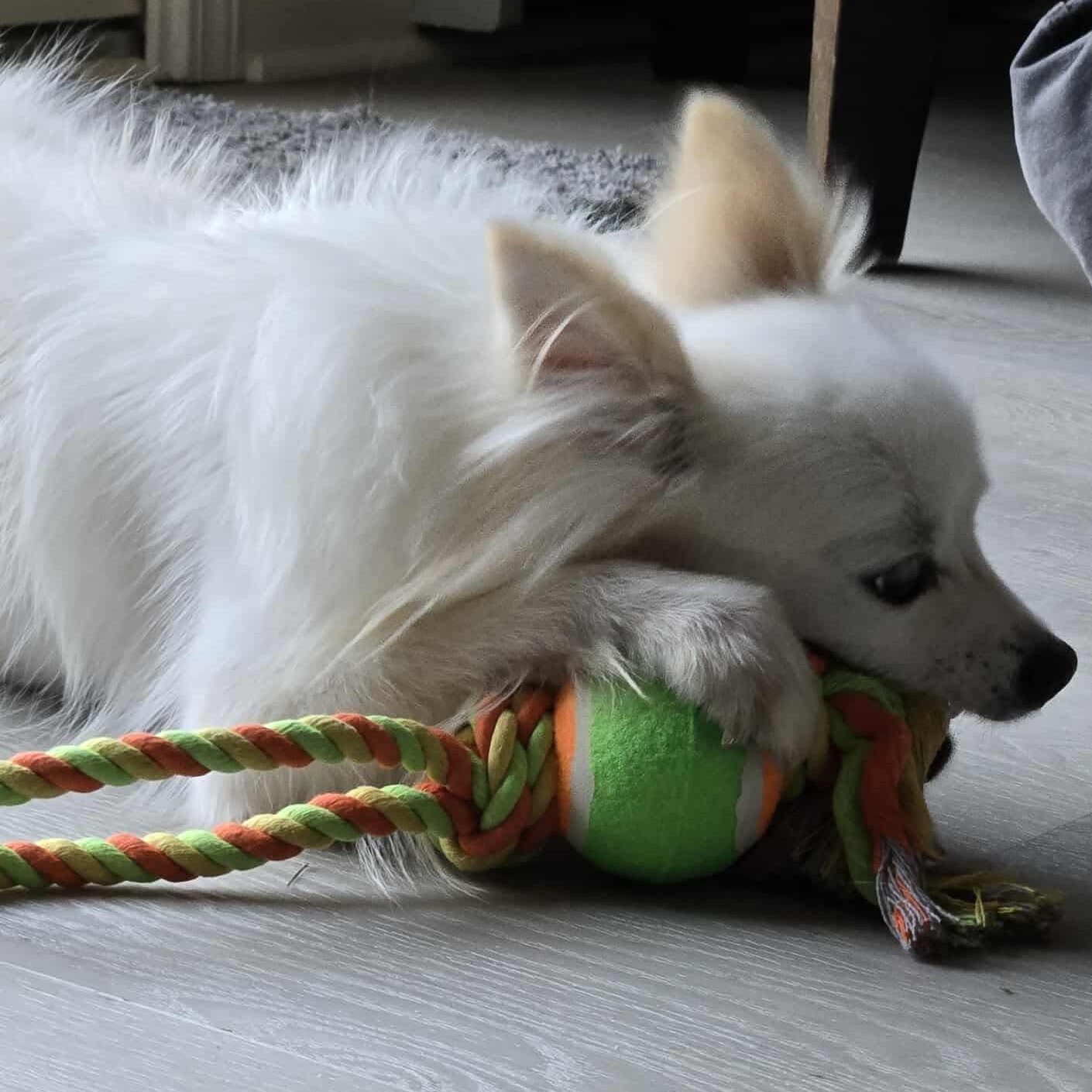 Strudel, an adopted Pomeranian in Rochester, NY image 5/5