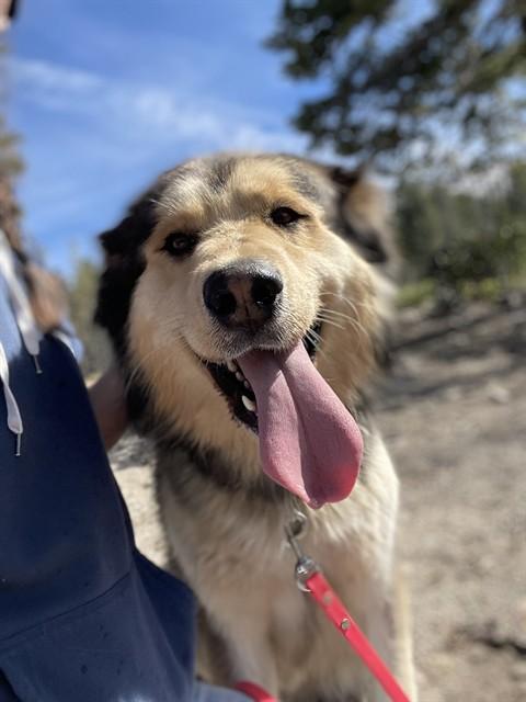 HANK, Adoptable, Adult Male Siberian Husky & Australian Shepherd.