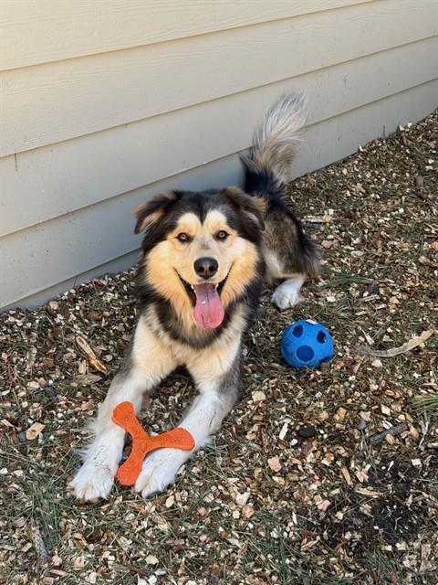 Enlarge HANK, a Adoptable mixed breed in South Lake Tahoe, CA image 1/1
