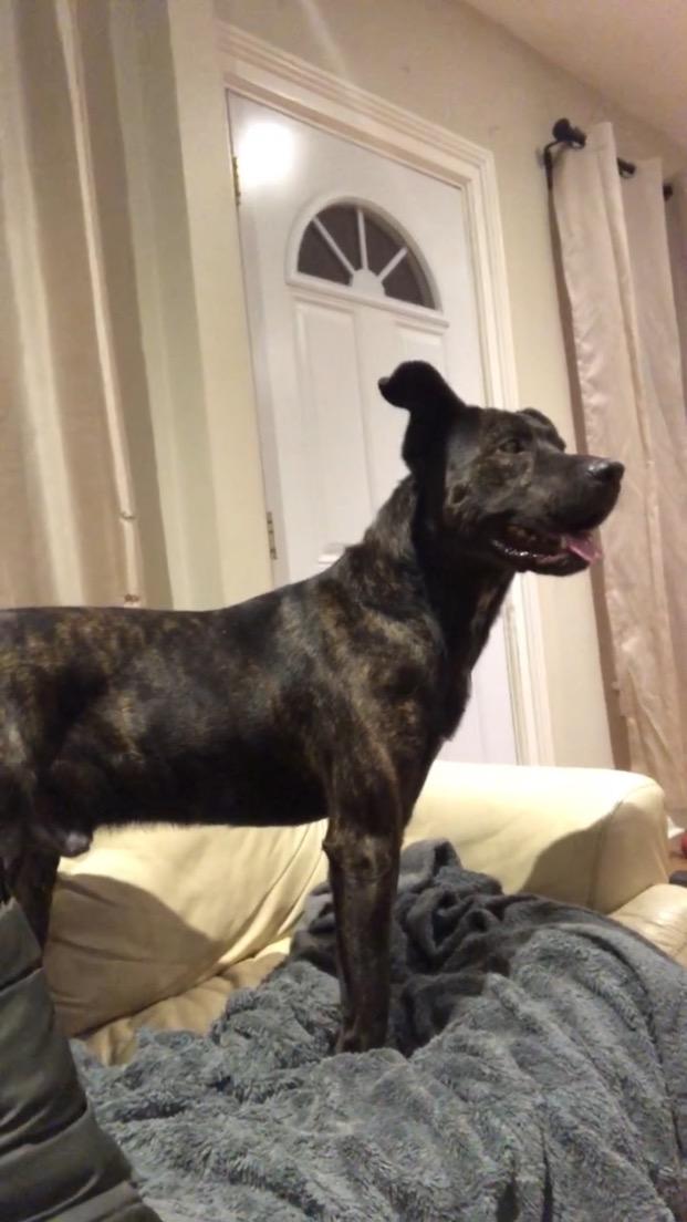 Enlarge Tyson, a Adoptable mixed breed in Vienna, ON image 2/5