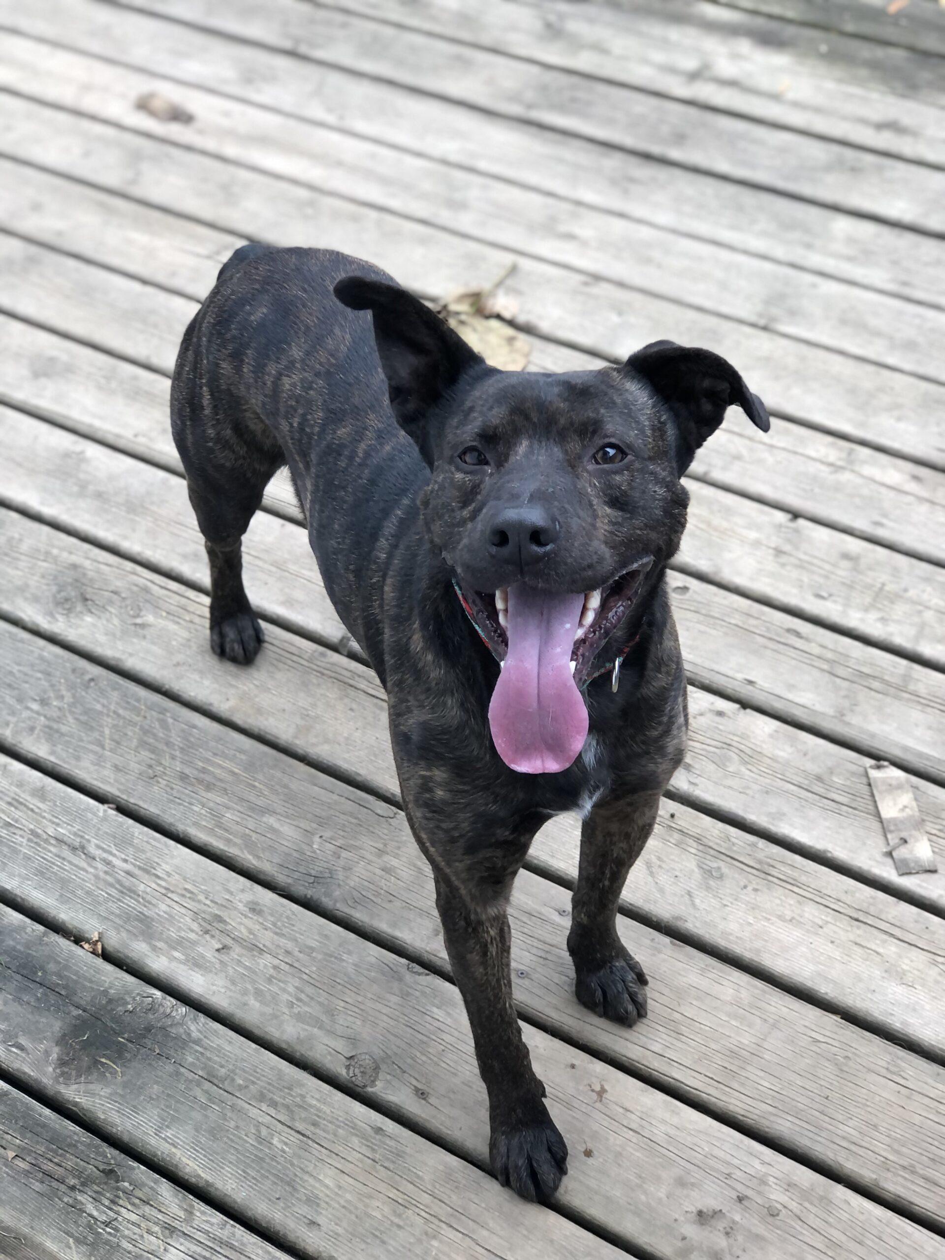 Enlarge Tyson, a Adoptable mixed breed in Vienna, ON image 4/5