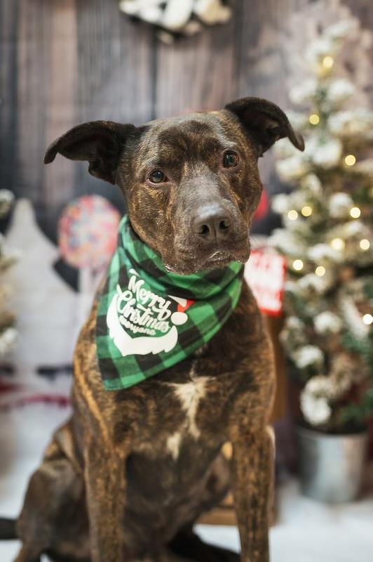 Tyson, Adoptable, Adult Male Australian Cattle Dog / Blue Heeler.